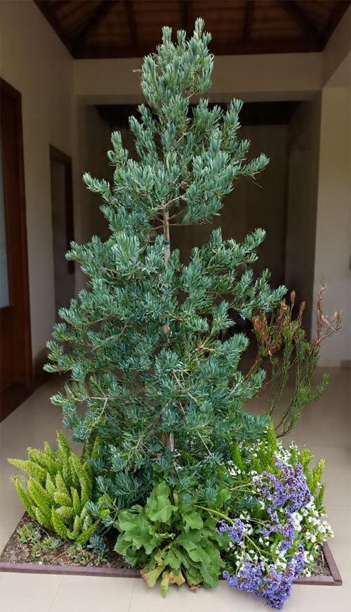 lohansung blue ice
