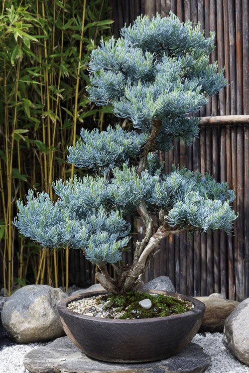 lohansung blue ice