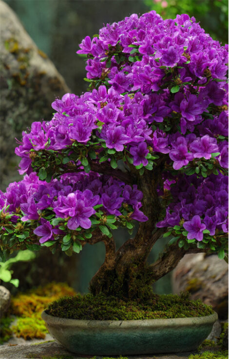 bunga azalea