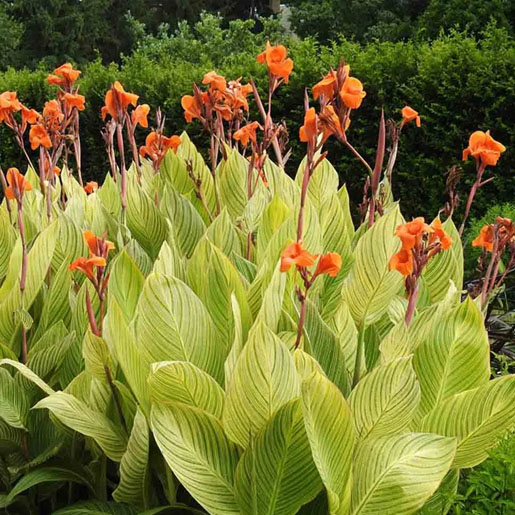 Bunga canna