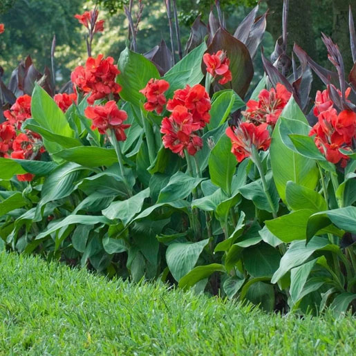 Bunga lily merah