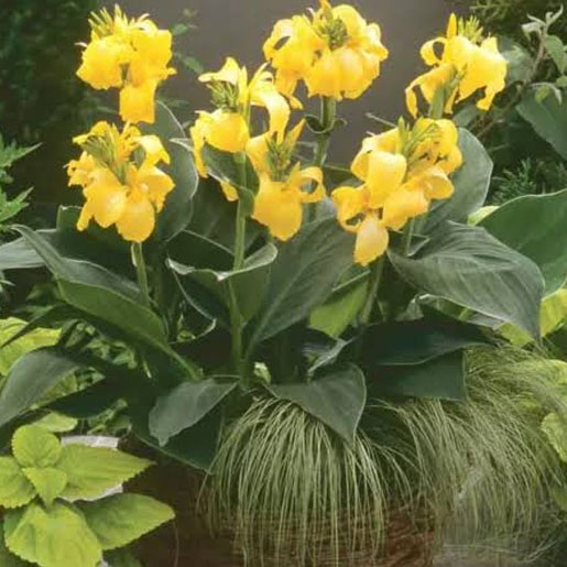 Bunga lily