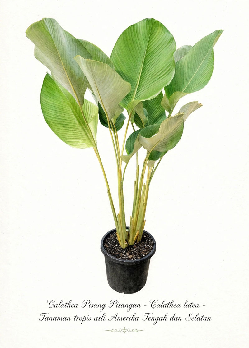 calathea pisang pisangan