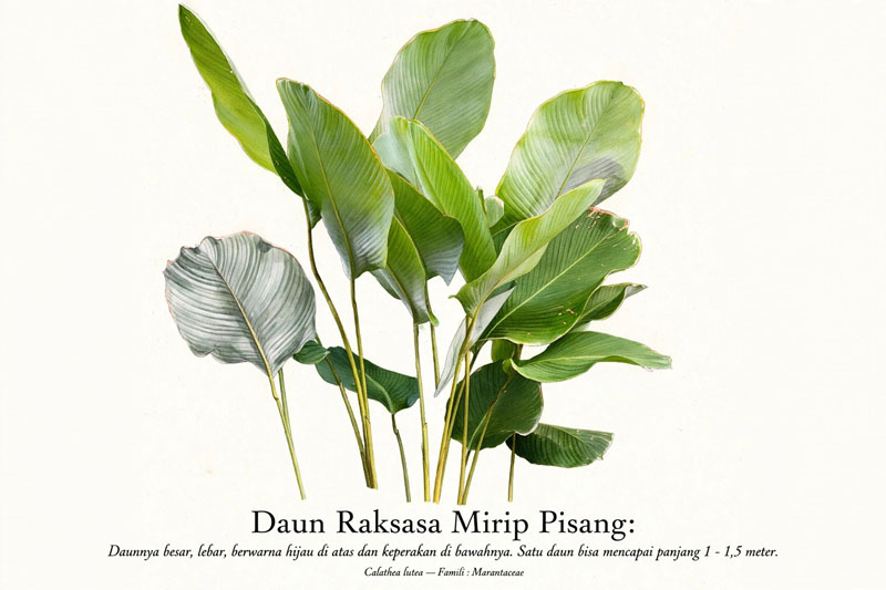 calathea pisang