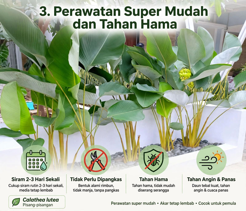 calathea pisang pisangan