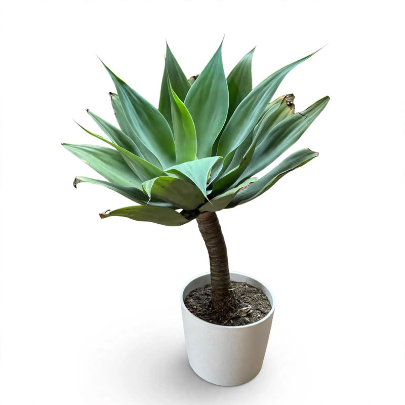 agave siklok
