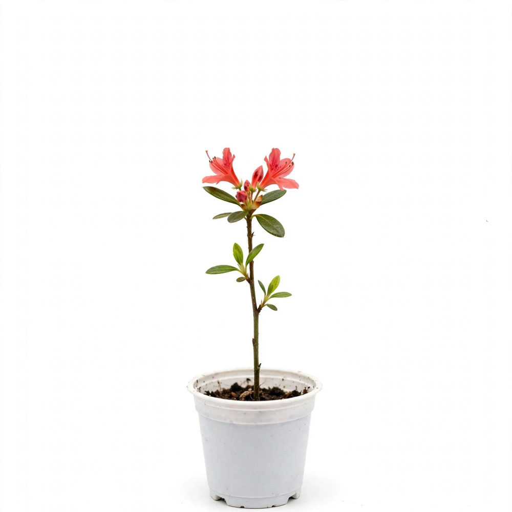 Bunga azalea