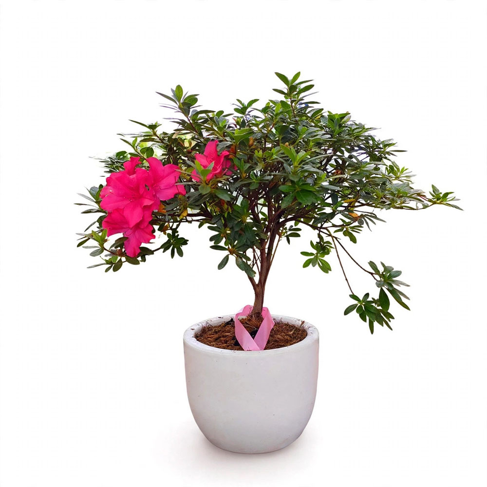 Bunga azalea