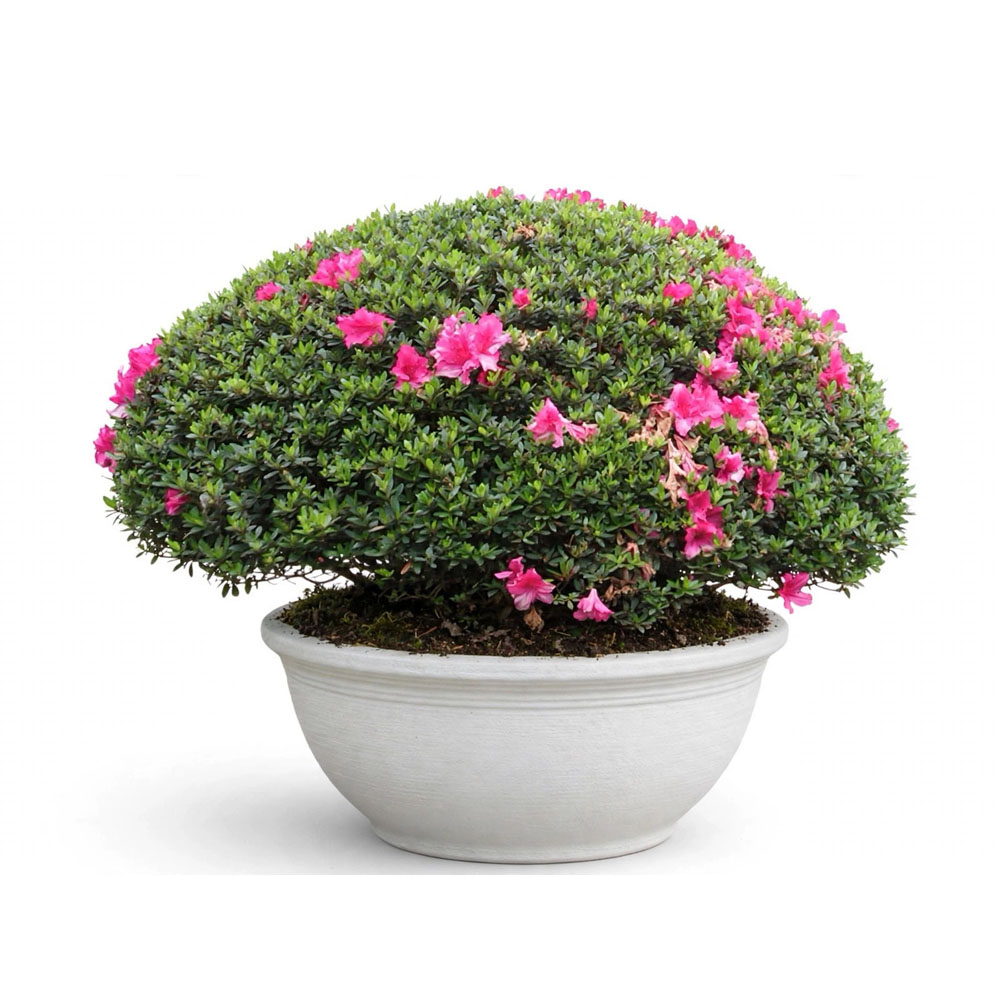 Bunga azalea