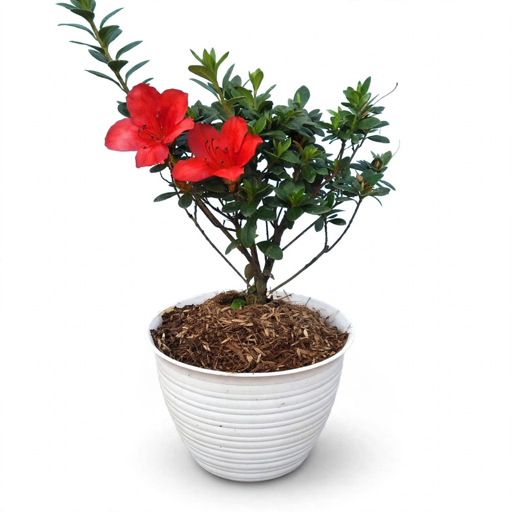 Bunga azalea