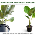 Calathea bedak
