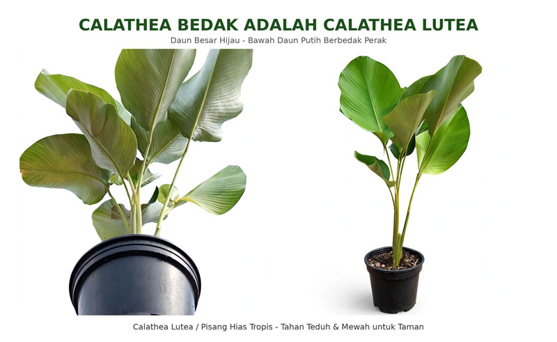Calathea bedak