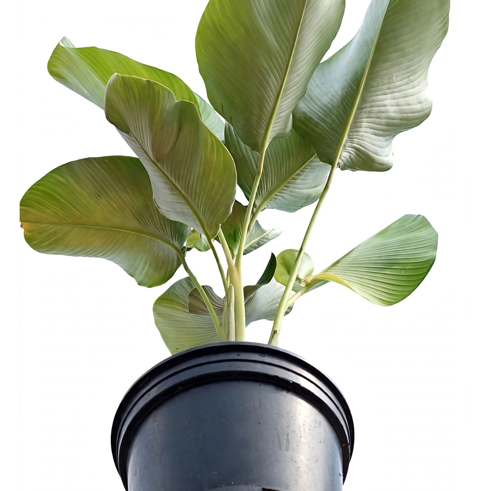 Jual calathea lutea