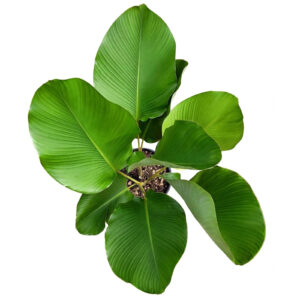Jual tanaman calathea lutea