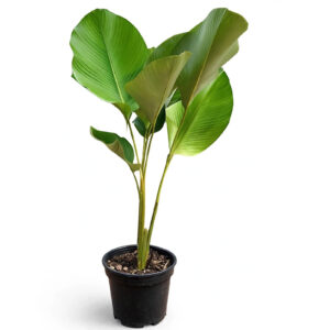 Jual tanaman calathea lutea