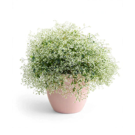 Tanaman Euphorbia hypericifolia