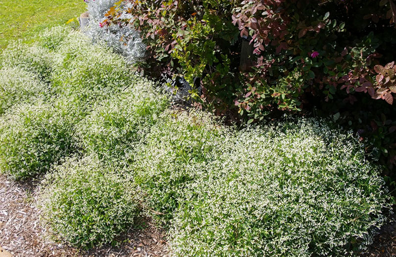bunga Euphorbia