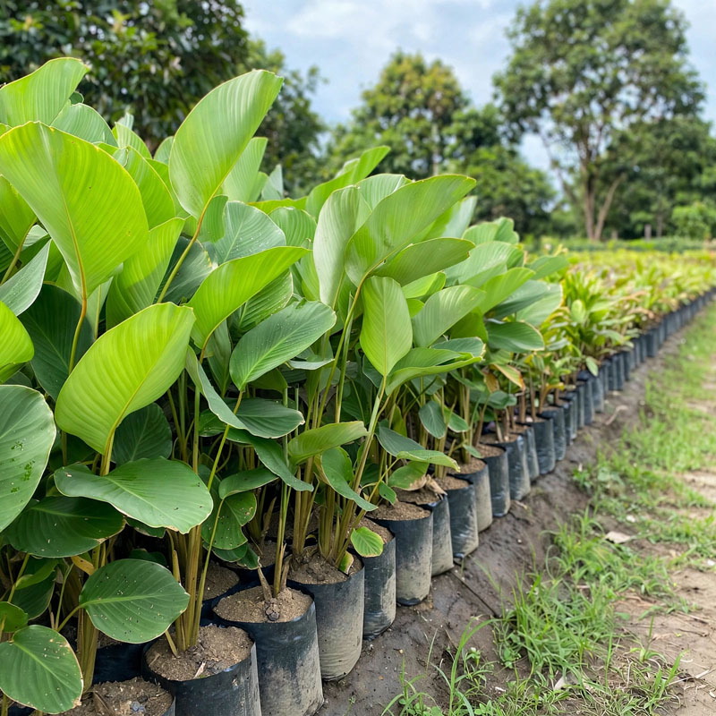 Jual tanaman calathea lutea