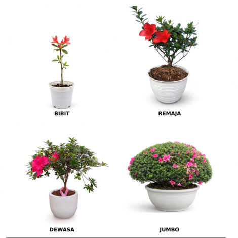 Bunga azalea