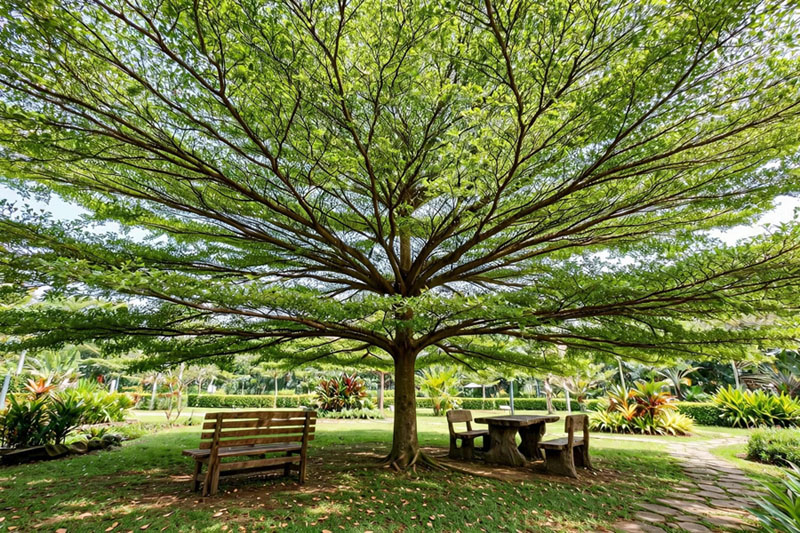 Pohon ketapang kencana