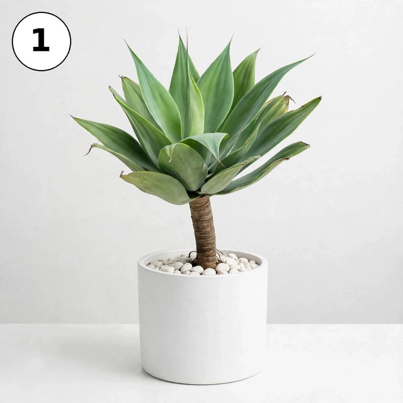 Tanaman agave siklok