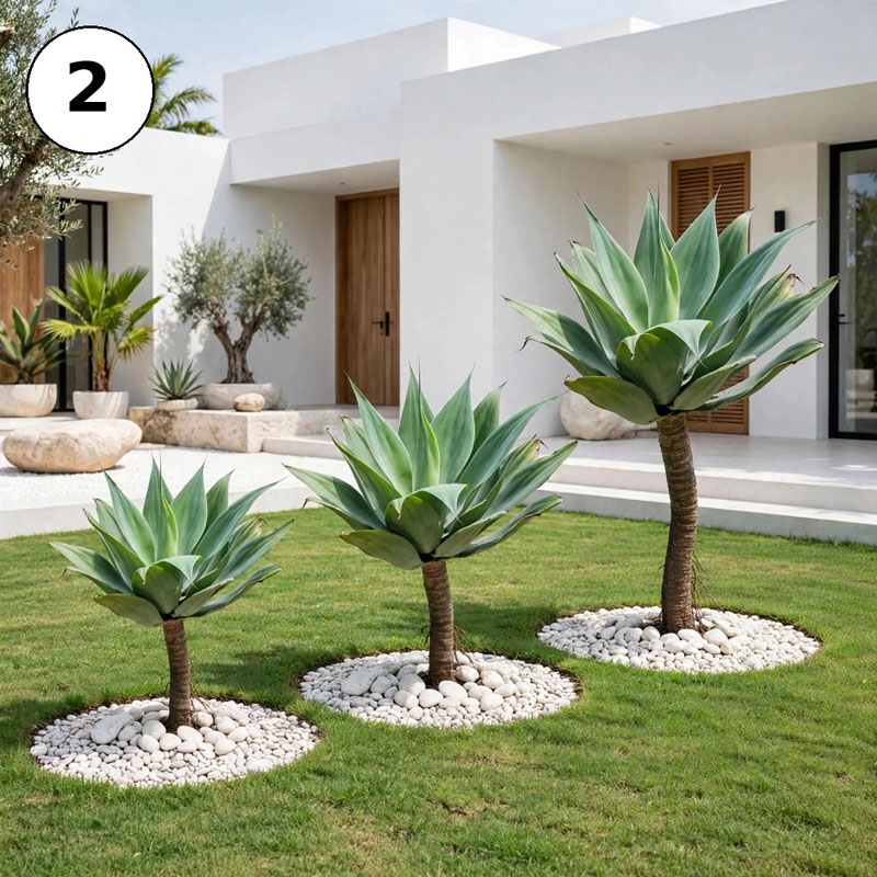 agave siklok