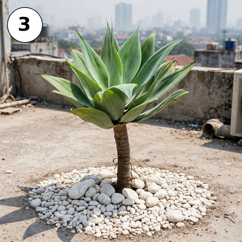 Tanaman agave