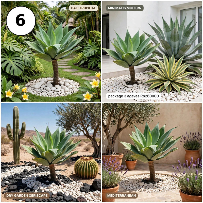 tanaman agave siklok