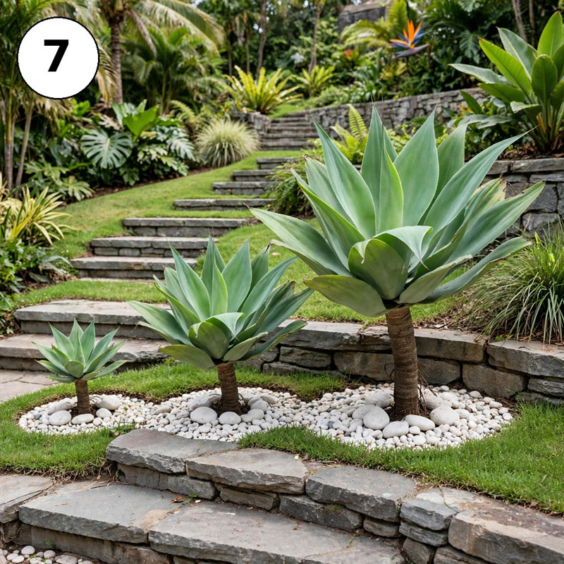 tanaman agave