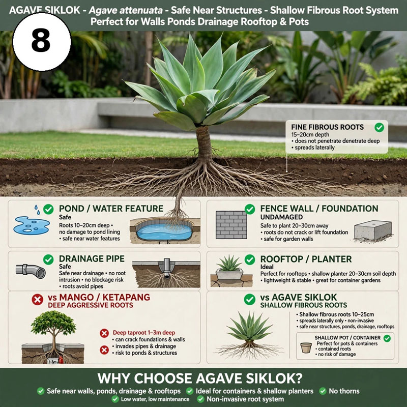 agave siklok 