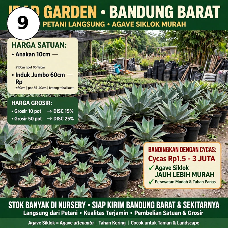 agave attenuata