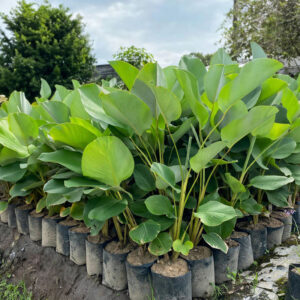 Jual calathea lutea