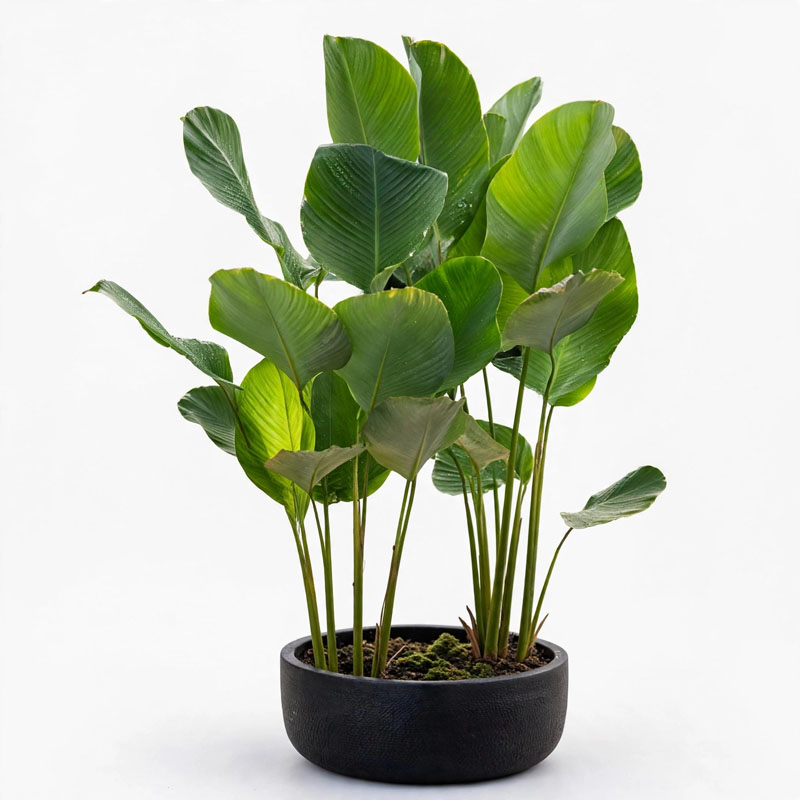 Jual tanaman calathea lutea