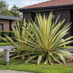 3 desain Rumah Minimalis bikin mewah dengan Agave gigantea