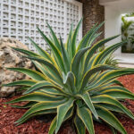 5 desain taman minimalis dengan Agave Mahkota