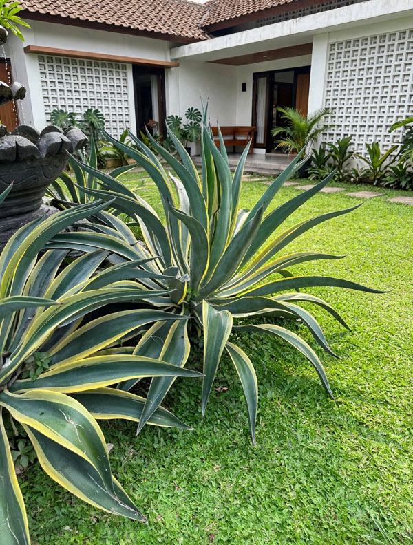Taman belakang agave