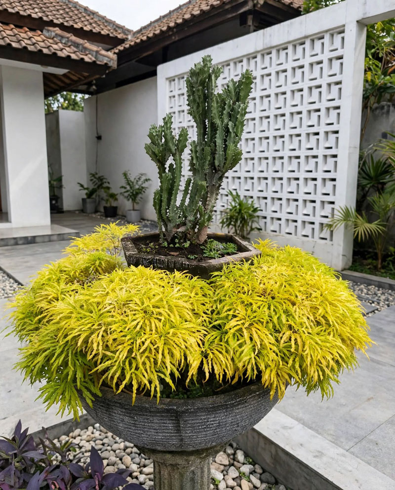 Tanaman brokoli