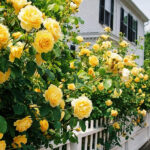 5 ide desain taman dengan Bunga mawar kuning Paling Romantis