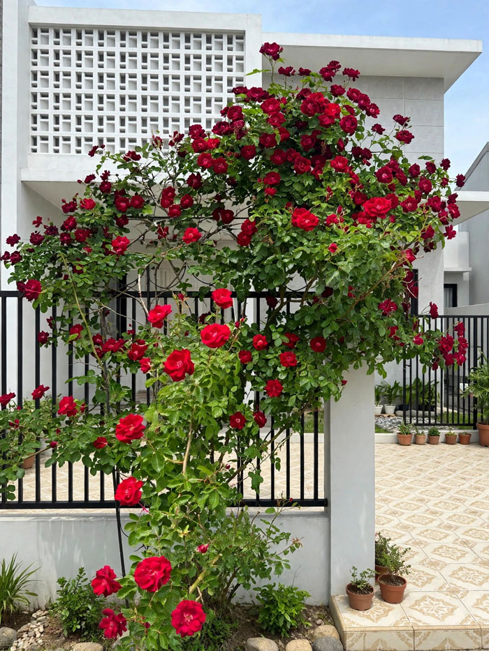 pergola mawar merah