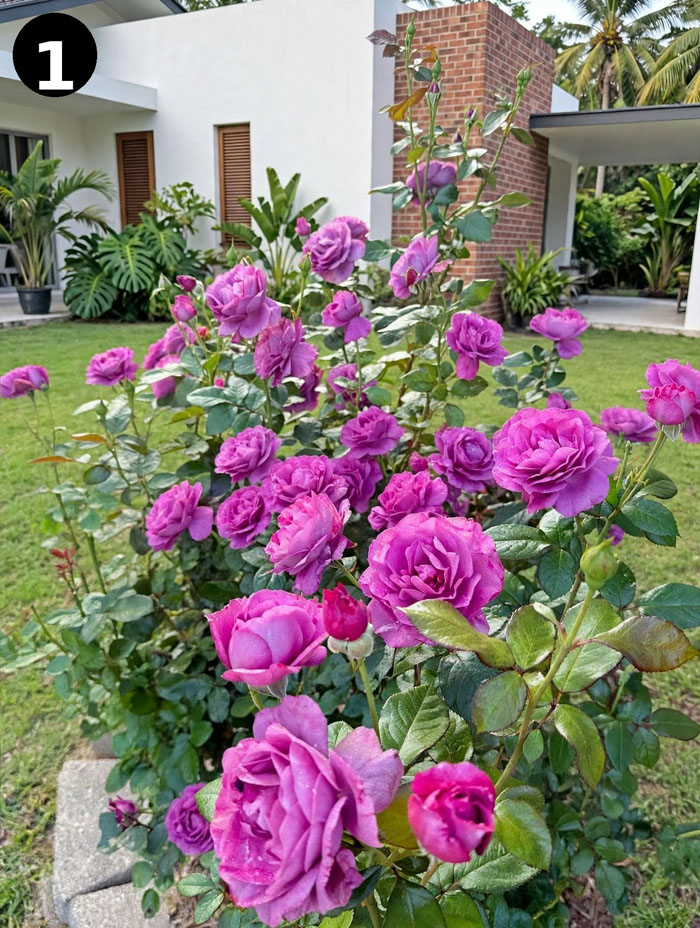 Bunga mawar ungu