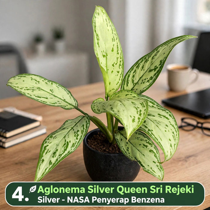 Tanaman aglonema
