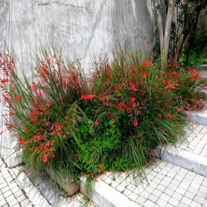 bunga air mancur merah