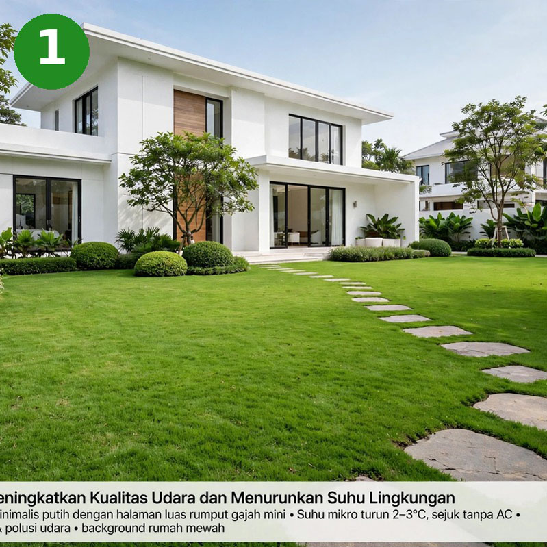 taman yang ditanami rumput gajah mini