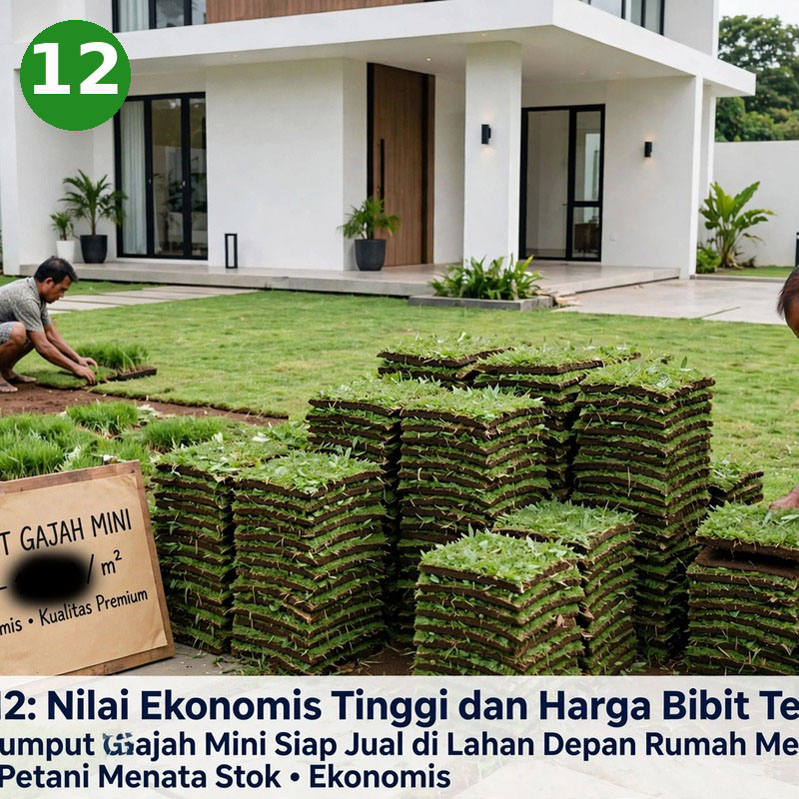 harga rumput gajah mini