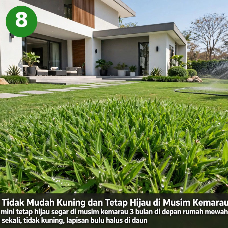 harga rumput gajah mini 1 meter