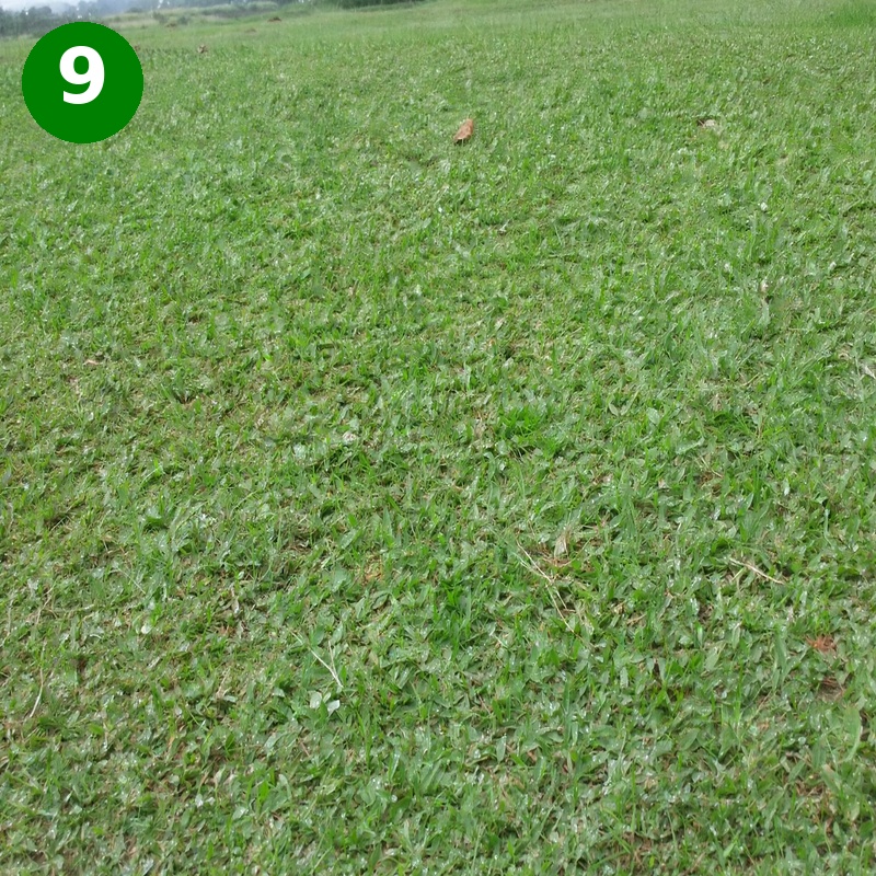 harga rumput gajah